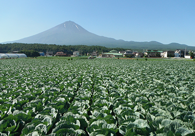 写真：キャベツ畑