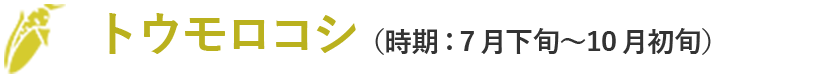 トウモロコシ（時期：7月下旬～10月初旬）