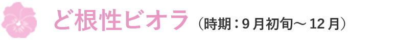 ど根性ビオラ（時期：9月初旬～12月）